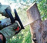 How Our Tree Care Process Works  in  San Juan Bautista, CA