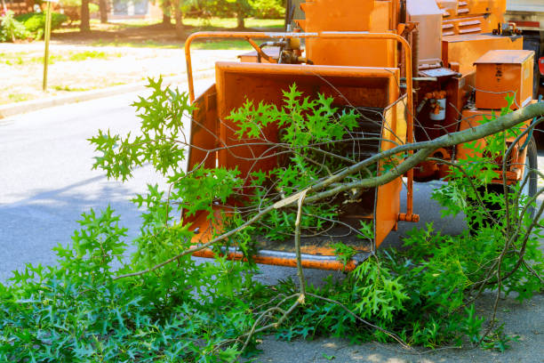 Professional Tree Services in San Juan Bautista, CA
