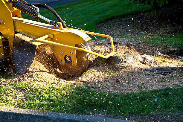 Lawn Watering Services in San Juan Bautista, CA