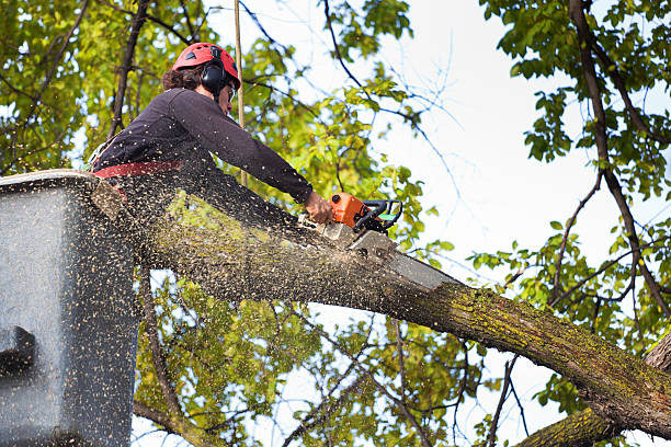 Best Tree Trimming and Pruning  in San Juan Bautista, CA
